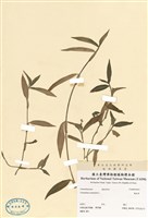 藏品(鴨跖草)的圖片